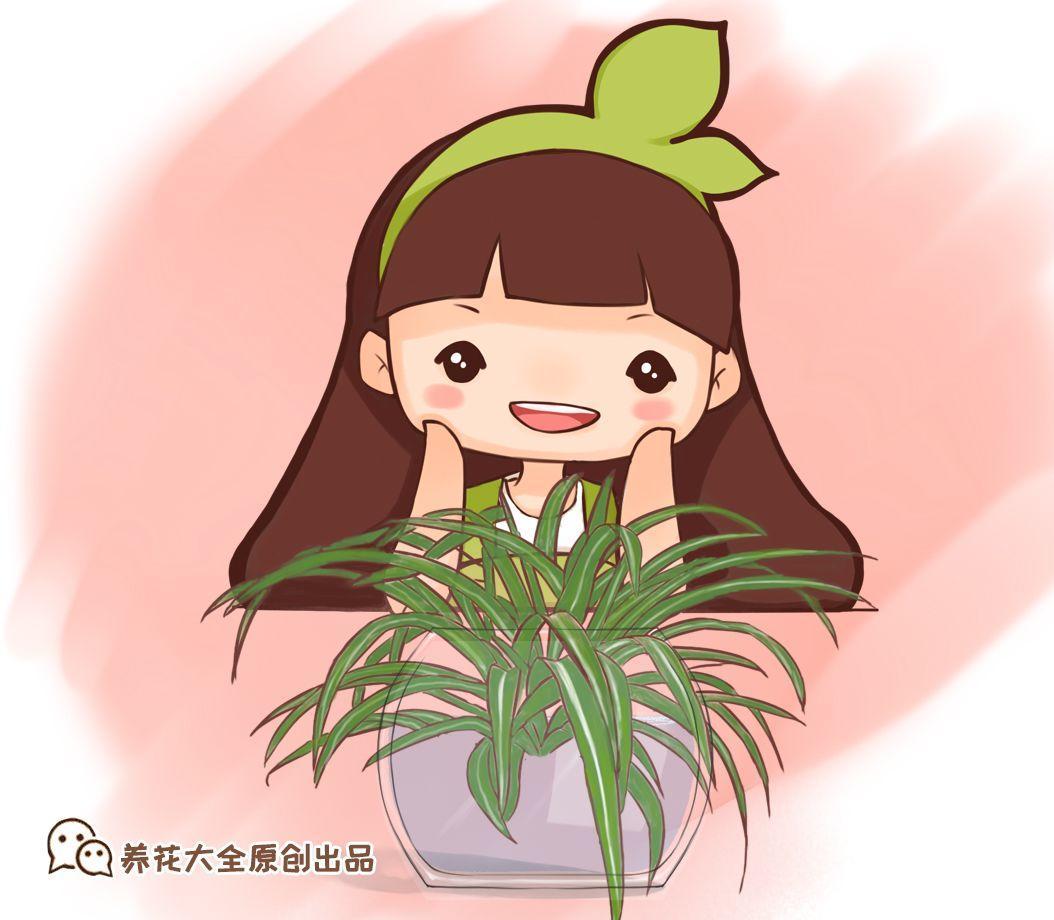 水培的绿萝,注意这几点,整个冬天绿油油!