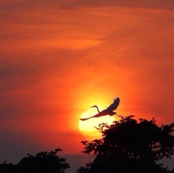 孤雁夕阳落,单飞暗自忙.