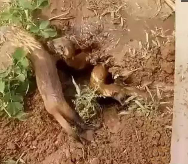 被认为是"偷鸡贼"的黄鼠狼,只能把窝藏在地洞中