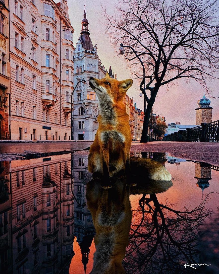 这组动物为主的超现实p图,看了让人自觉放慢心跳!