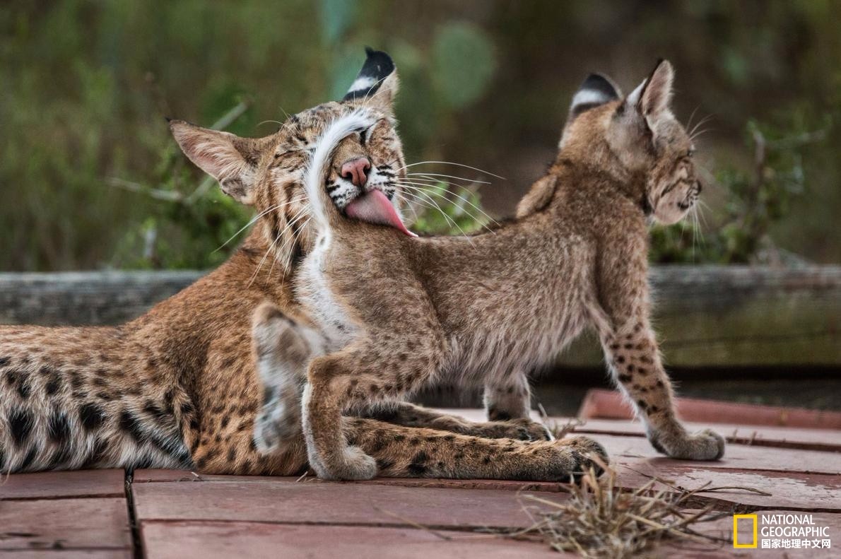 极其害羞和警觉的山猫,居然能与摄影师温和共处