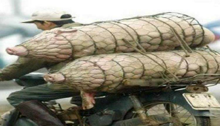 最后一个够我笑半年的了~】这两头猪应该是母,穿的还是渔网装,蛮性感