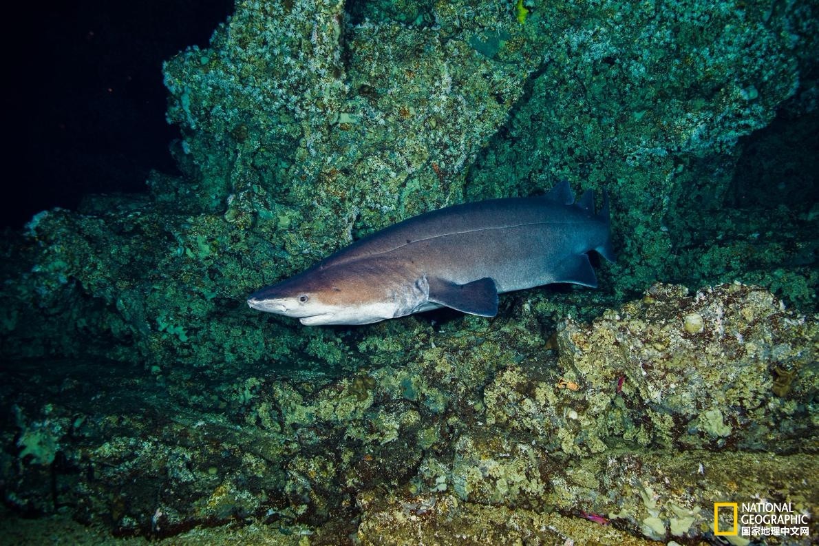 优雅与力量的结合,带你领略不一样的鲨鱼靓照