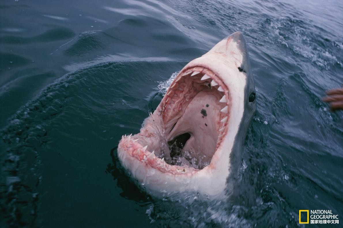 优雅与力量的结合,带你领略不一样的鲨鱼靓照