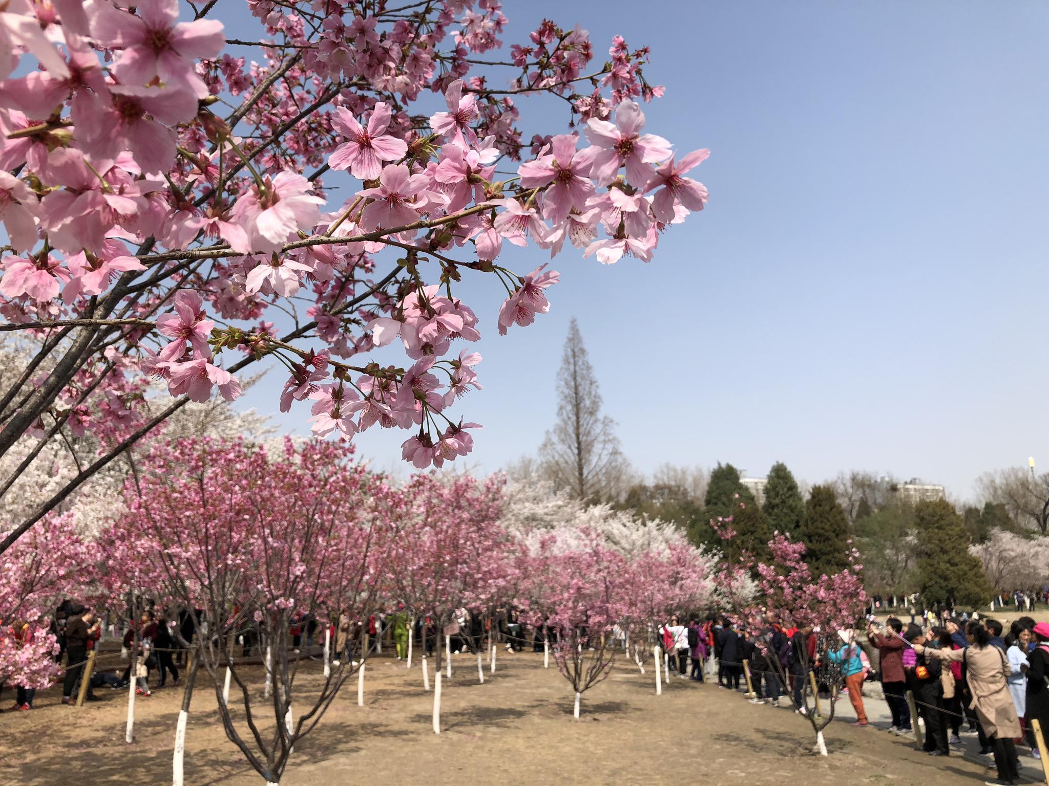 北京赏樱哪里去当然首选玉渊潭玉渊潭公园樱花已进入盛花期