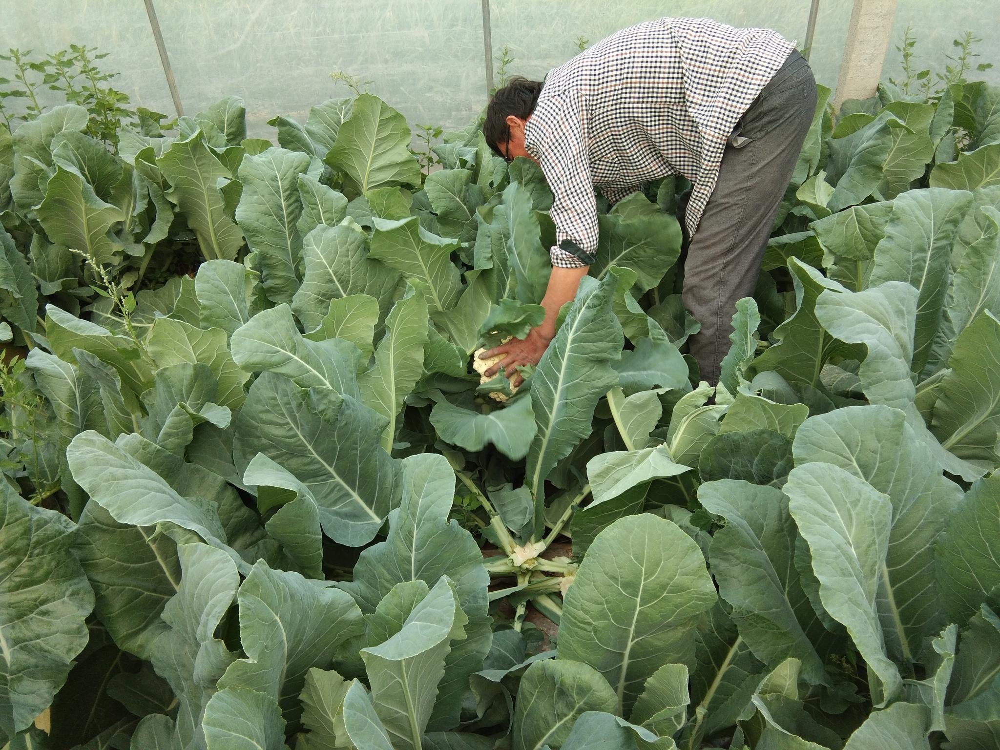 为了让生活更好,农村夫妻起早贪黑种植"有机花菜"