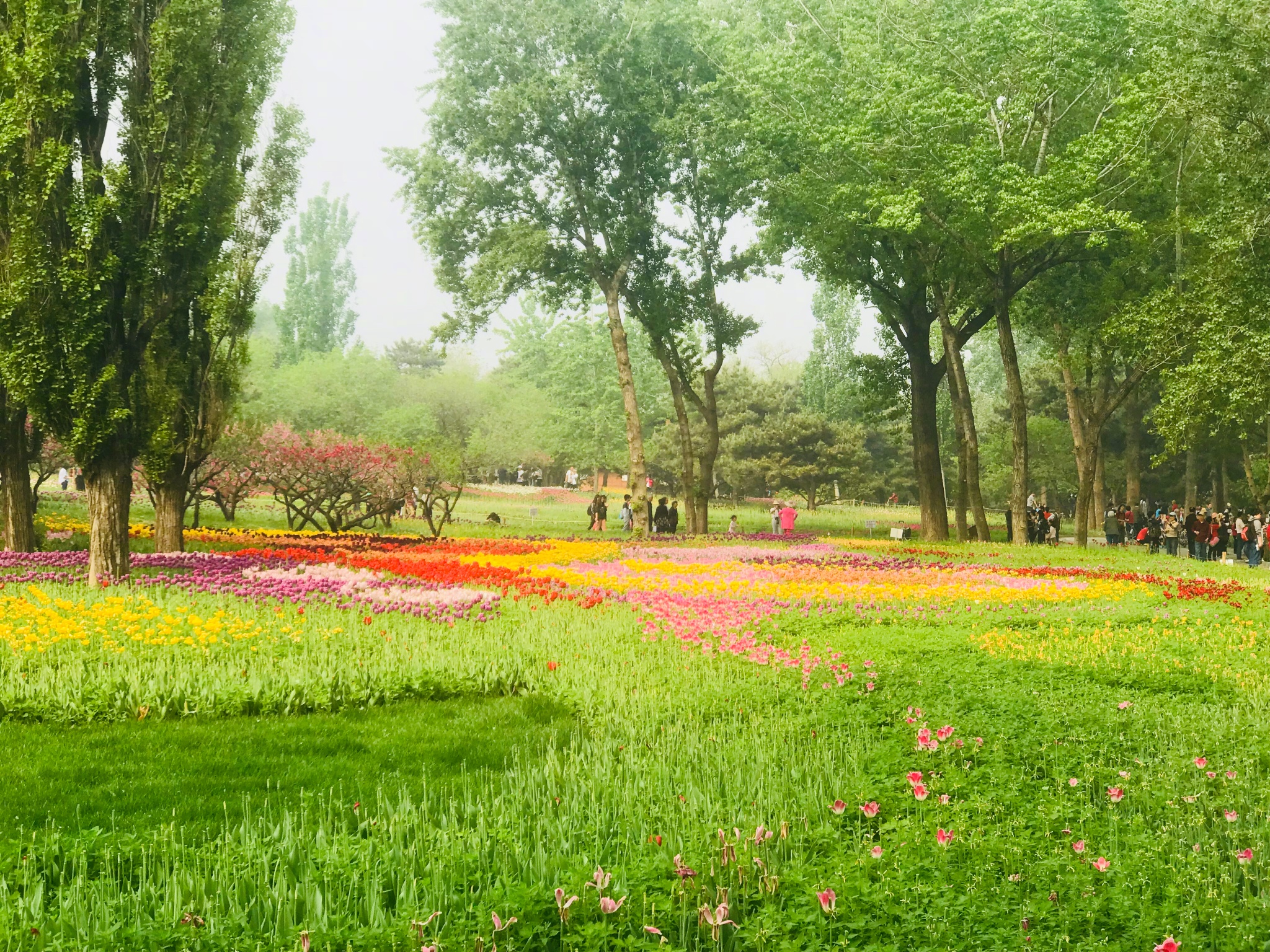 繁花似锦的春天