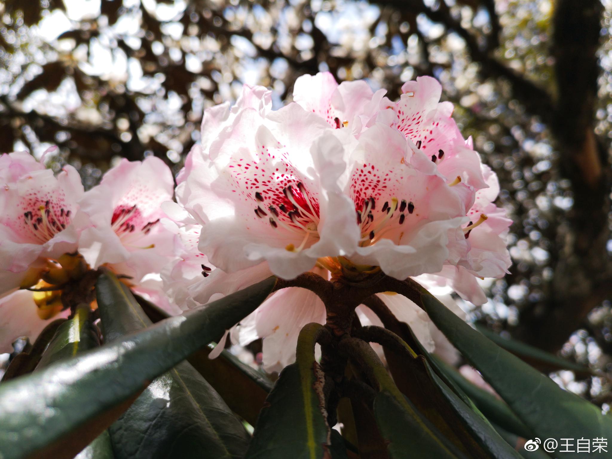 大理马耳山的杜鹃花,开得实在太疯了.