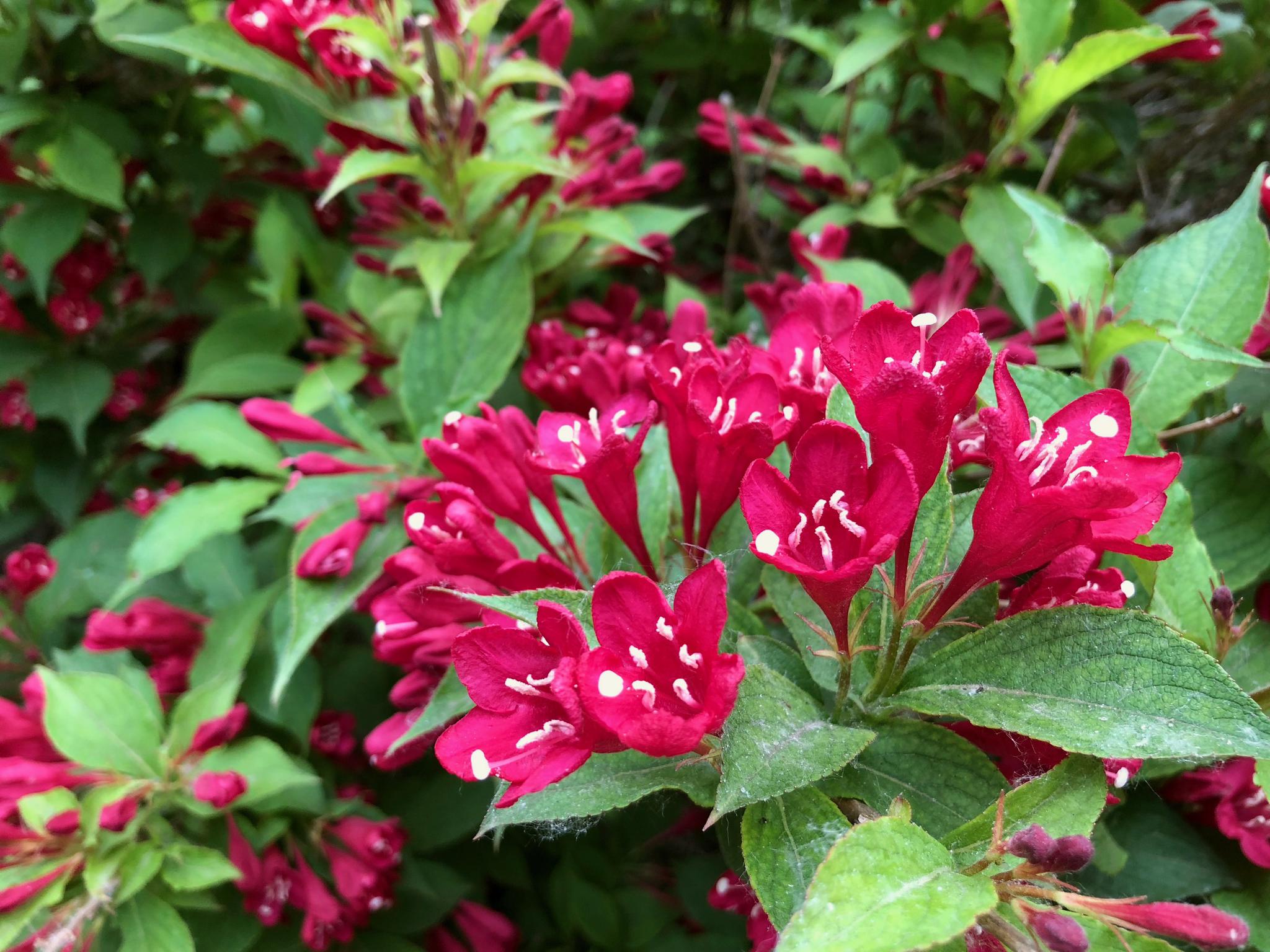 赏花:红王子锦带花,忍冬科锦带花属植物.北京奥林匹克公园