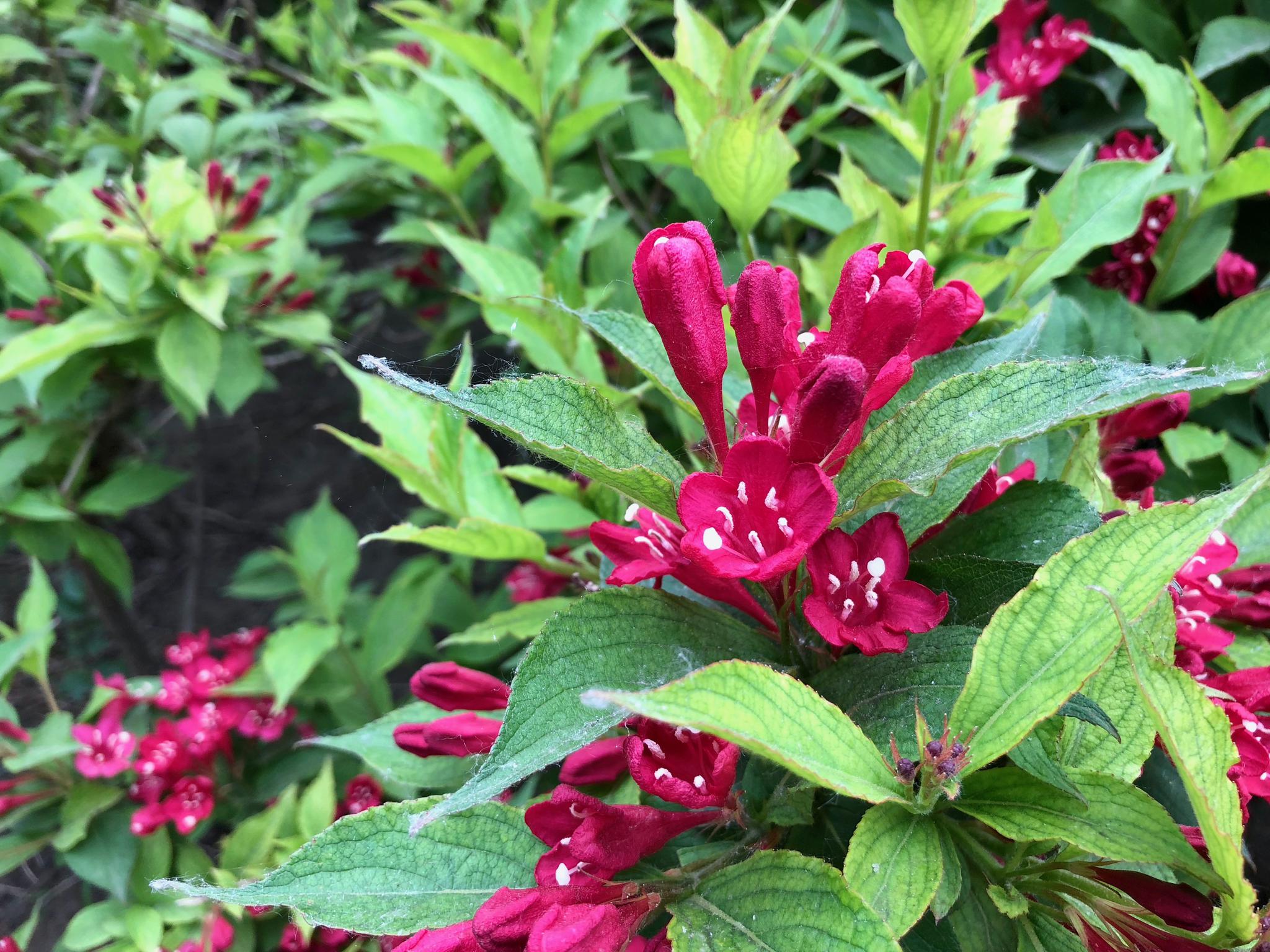 赏花:红王子锦带花,忍冬科锦带花属植物.北京奥林匹克公园