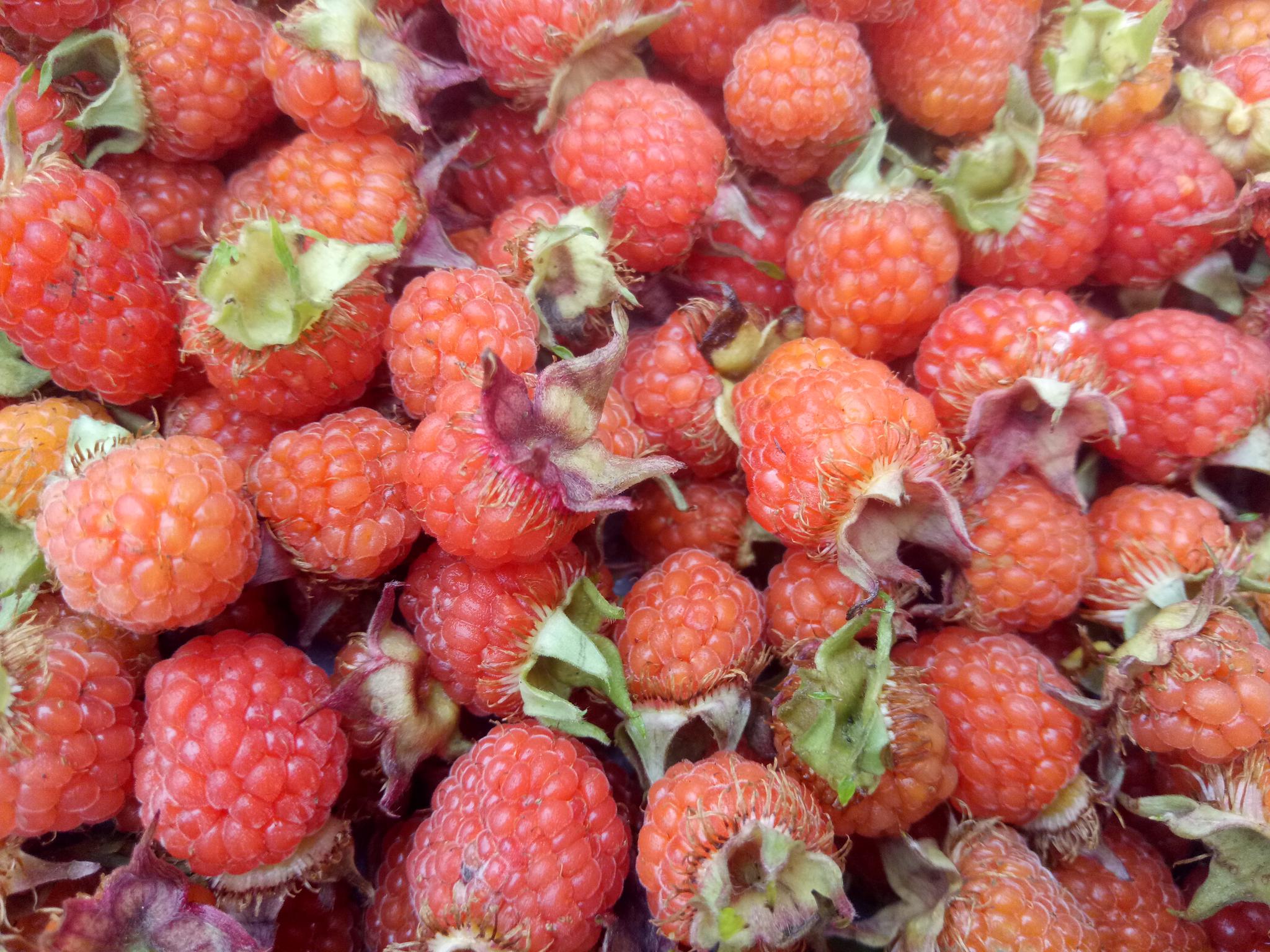 绝对的纯天然野生水果恐怕城里人没见过也没吃过吧