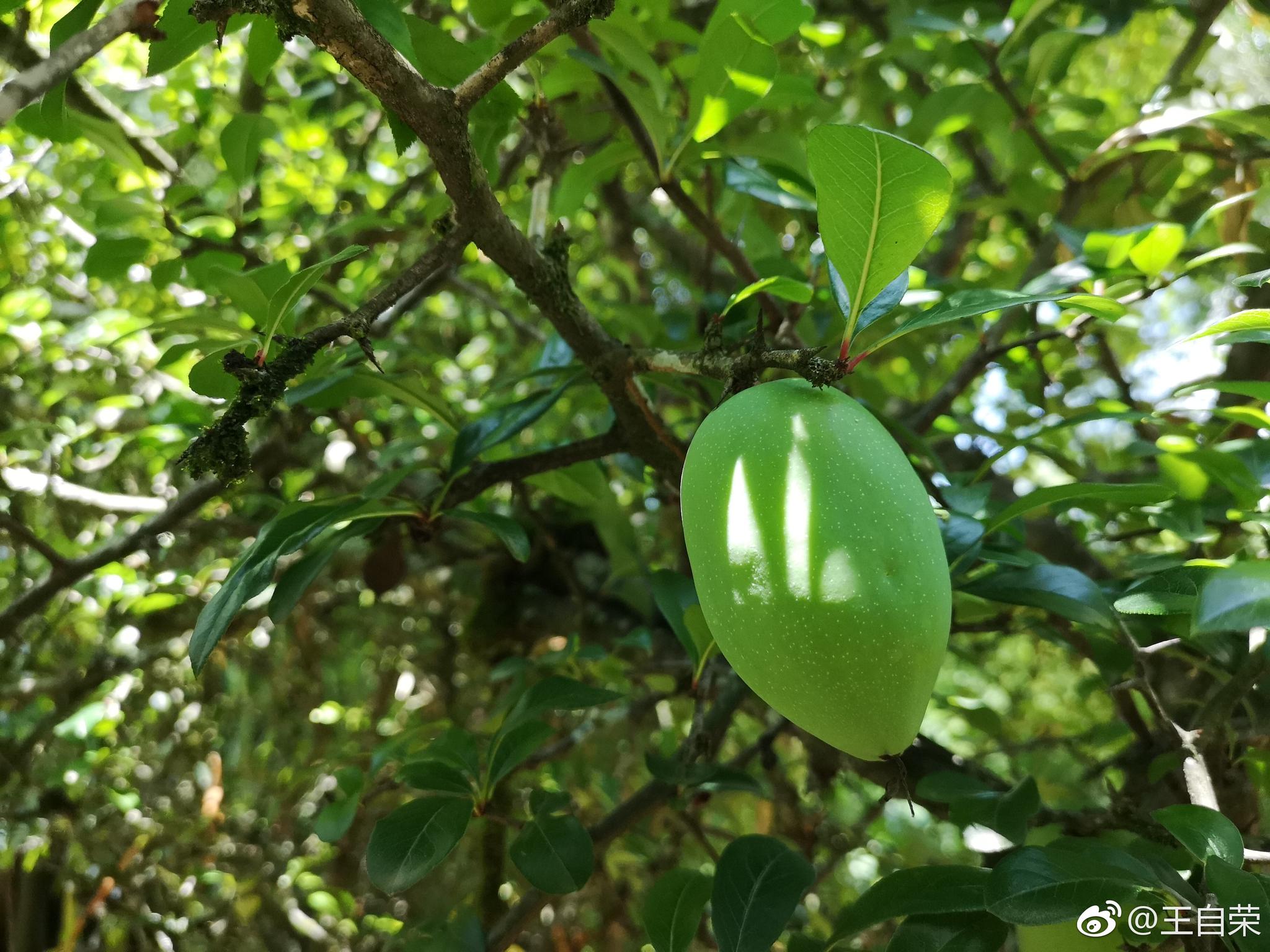 酸木瓜,云南人的大爱(图7—9是酸木瓜花).