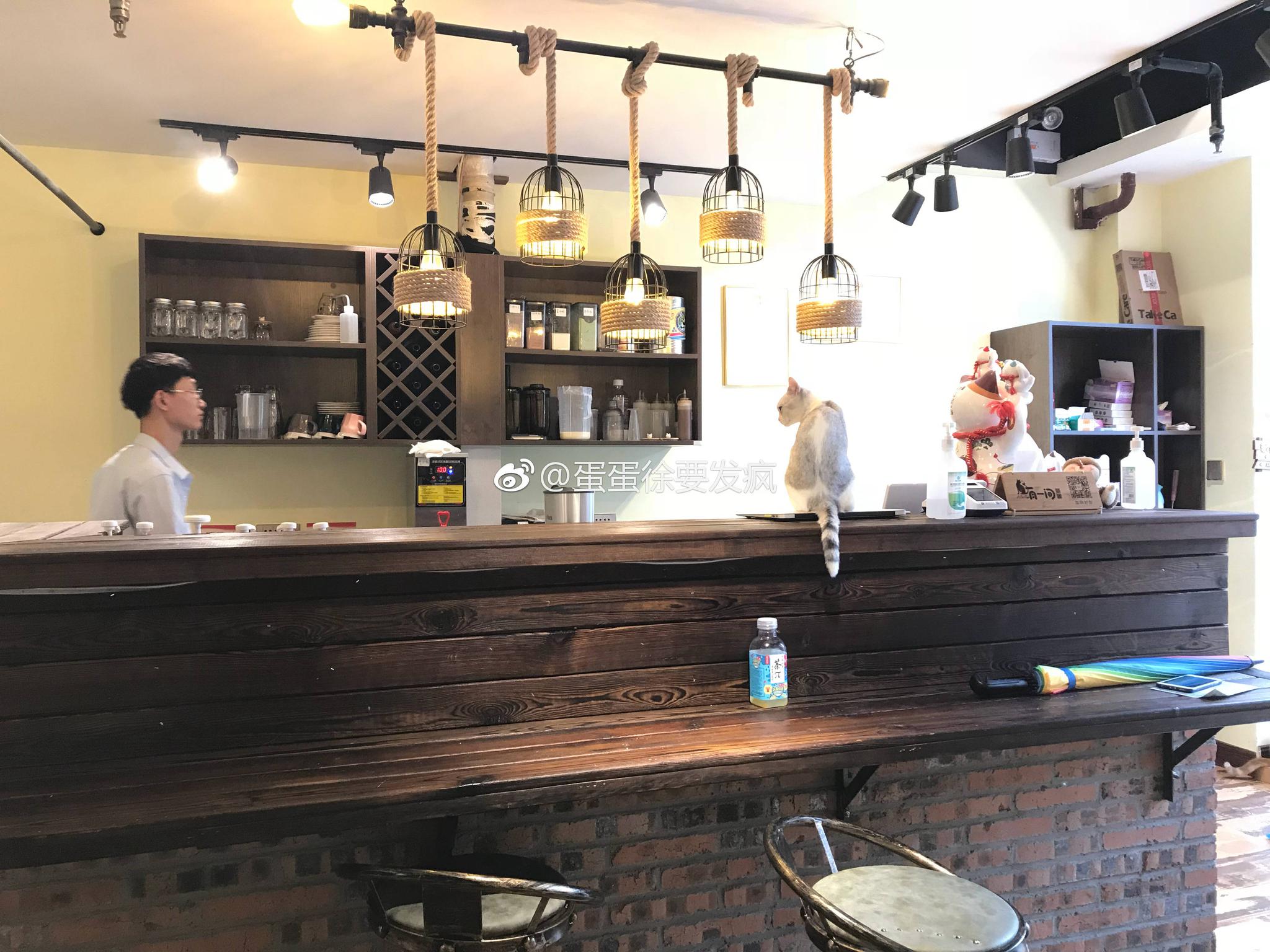 美食博主 分享:一家有十三只猫的咖啡店|猫咪|咖啡店|蛋糕_新浪新闻