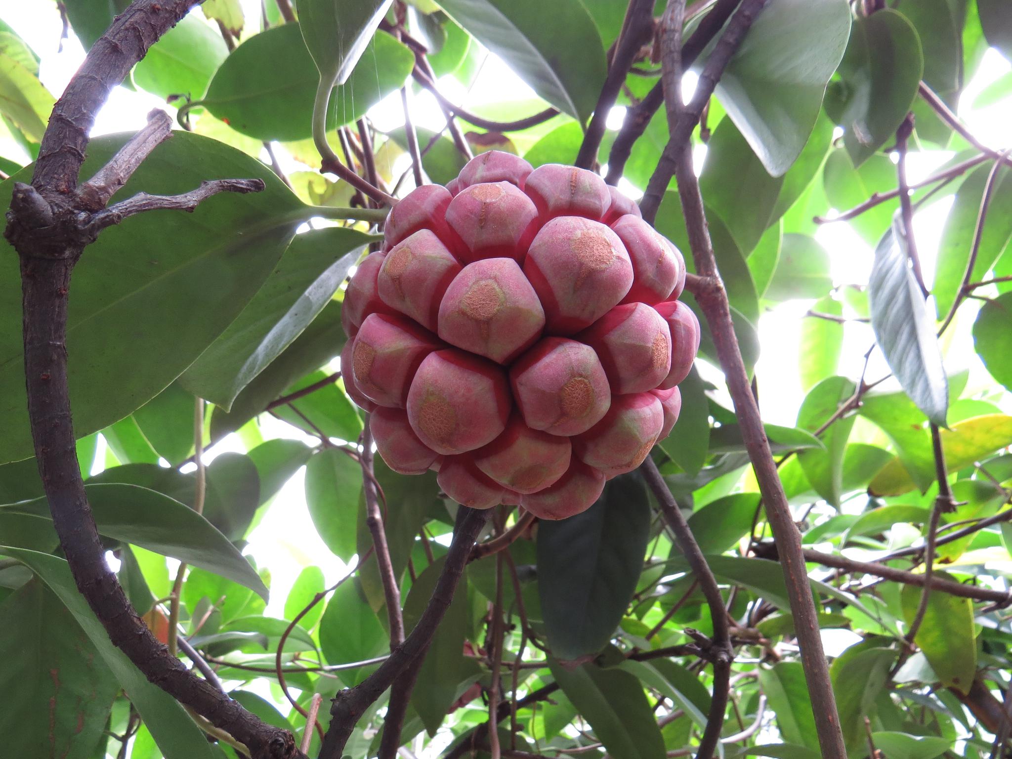 但是黑老虎的种植是个难题,喜欢阳光充足的地区,对种植的环境和要求