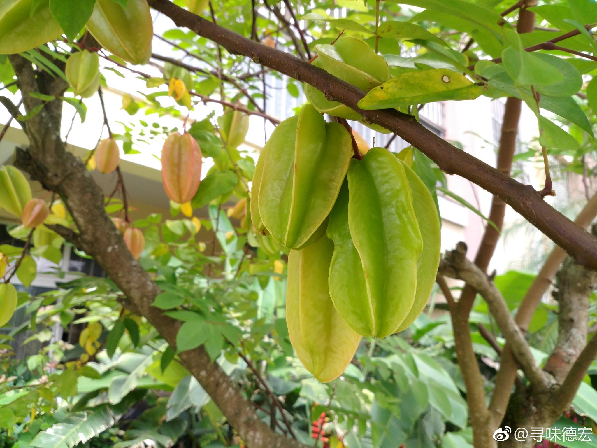 也没有时间好好转悠下,今天突然发现小区里竟然种了这么多杨桃树,密密