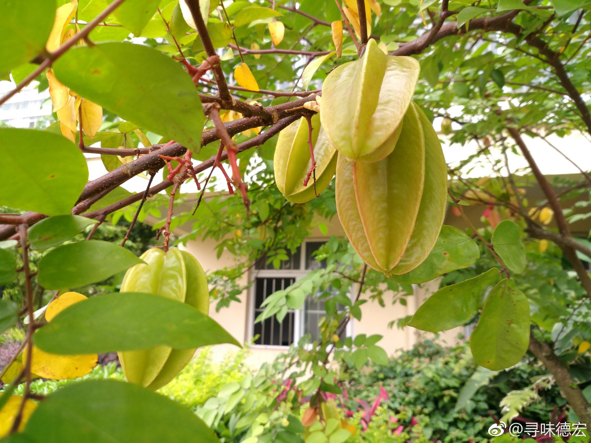 也没有时间好好转悠下,今天突然发现小区里竟然种了这么多杨桃树,密密