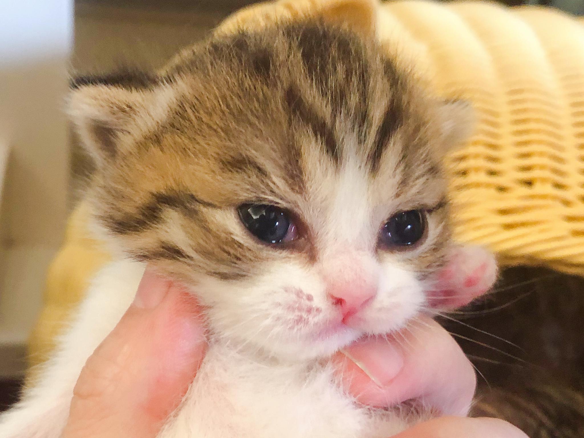 牛大宝跟小宝小时候很像,眼睛鼻子嘴跟粑粑一毛一样,还没起名字