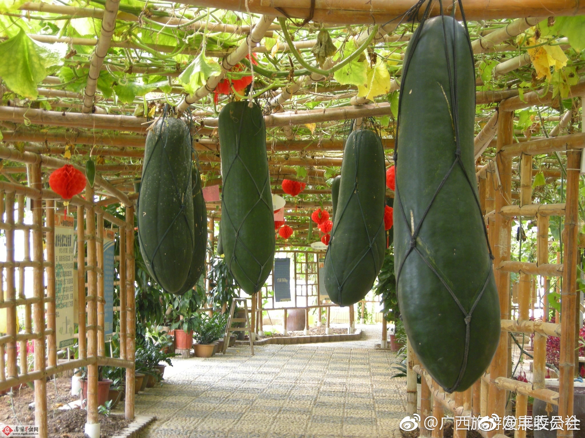 在南宁,8月的八桂田园你去过么