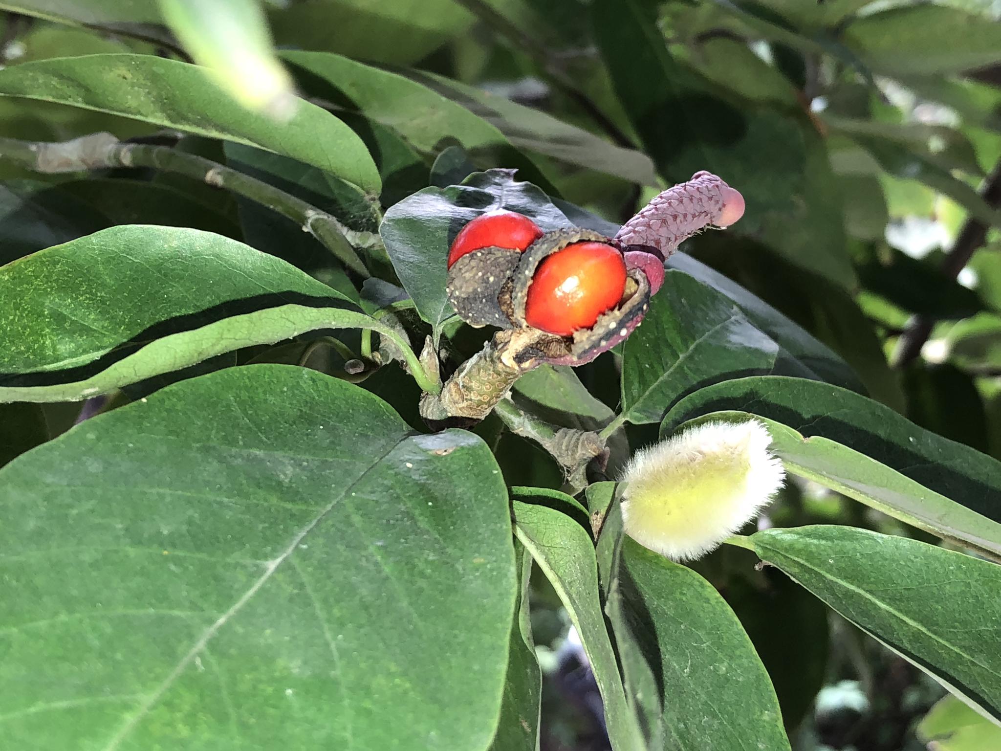 红灿灿的玉兰果已经开始成熟结籽了,北京奥林匹克公园