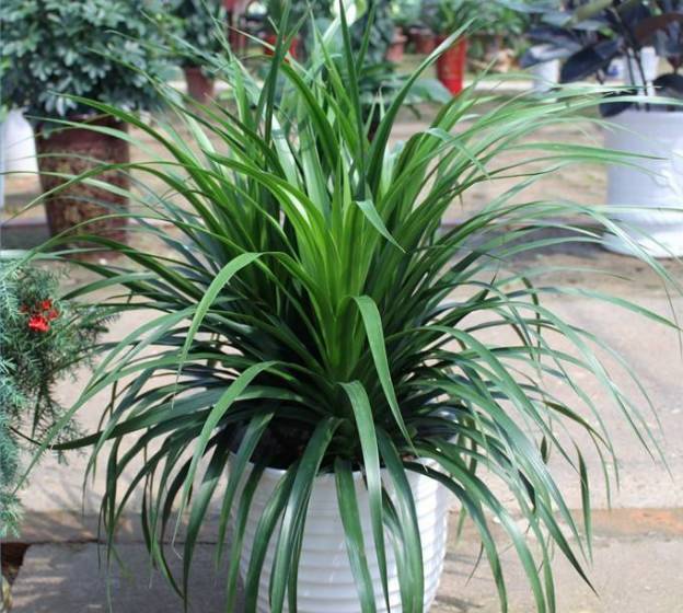 叶子带臭味的龙须兰,为什么还那么多人将它养在室内呢?