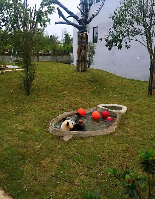 熊猫馆改造升级 功夫熊猫"后花园"乐翻天"疯狂"秀技能