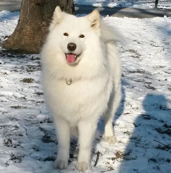 治愈系的神犬萨摩耶!有没有治愈你?