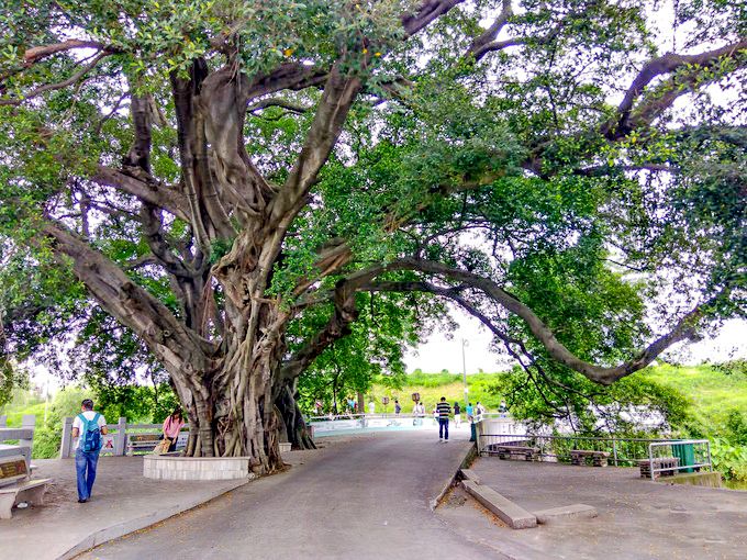 美过婺源这个低调了600年的岭南水乡火了深圳出发仅2h