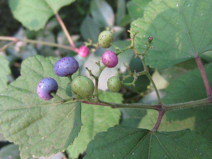 此种野果俗称"蛇葡萄",成熟之后会变蓝,不懂人还以为有毒