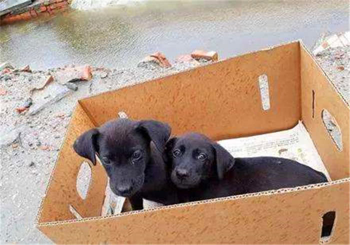 黑狗患上抑郁症的原因,只是因为无人喜欢,但白狗却能轻松被领养