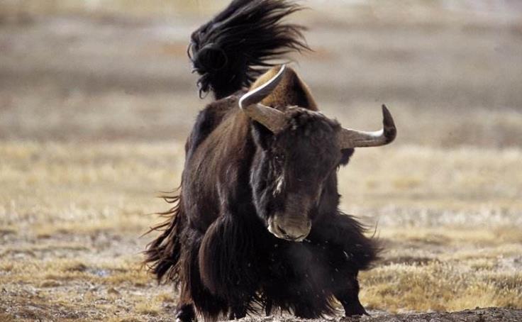 叫声似猪,由于无计划的乱猎,野牦牛的分布区日渐缩小,野耗牛的数量也