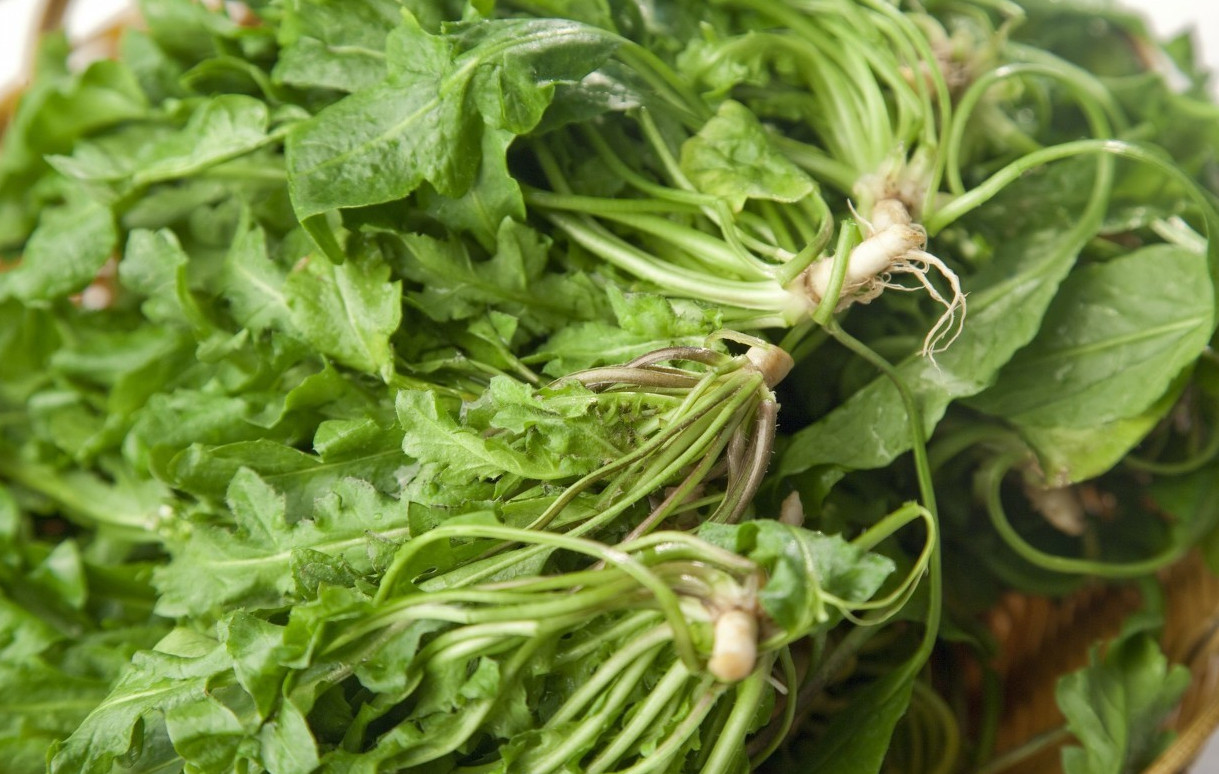 野菜|马兰头|荠菜_新浪新闻