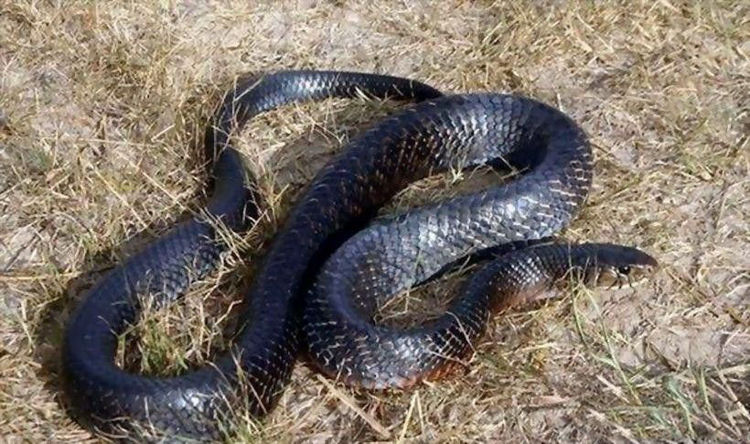 北美蛇王:不是所有蛇都吃蛇,但吃蛇的都叫王蛇!