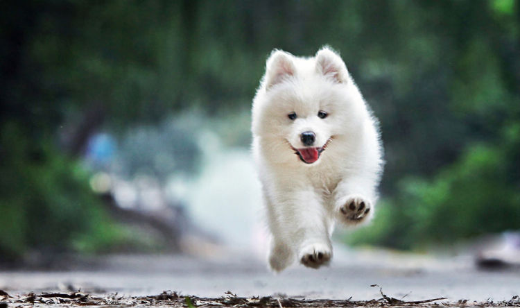 萨摩耶一定是大家都比较熟悉也比较喜欢的一种狗狗,身上都是白色的,看