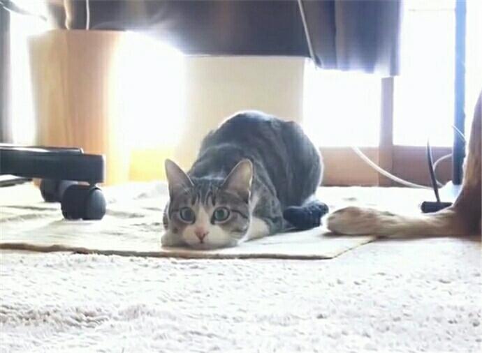 没见过这么得瑟的猫, 发现有人拍它后, 冲镜头骚气扭屁股