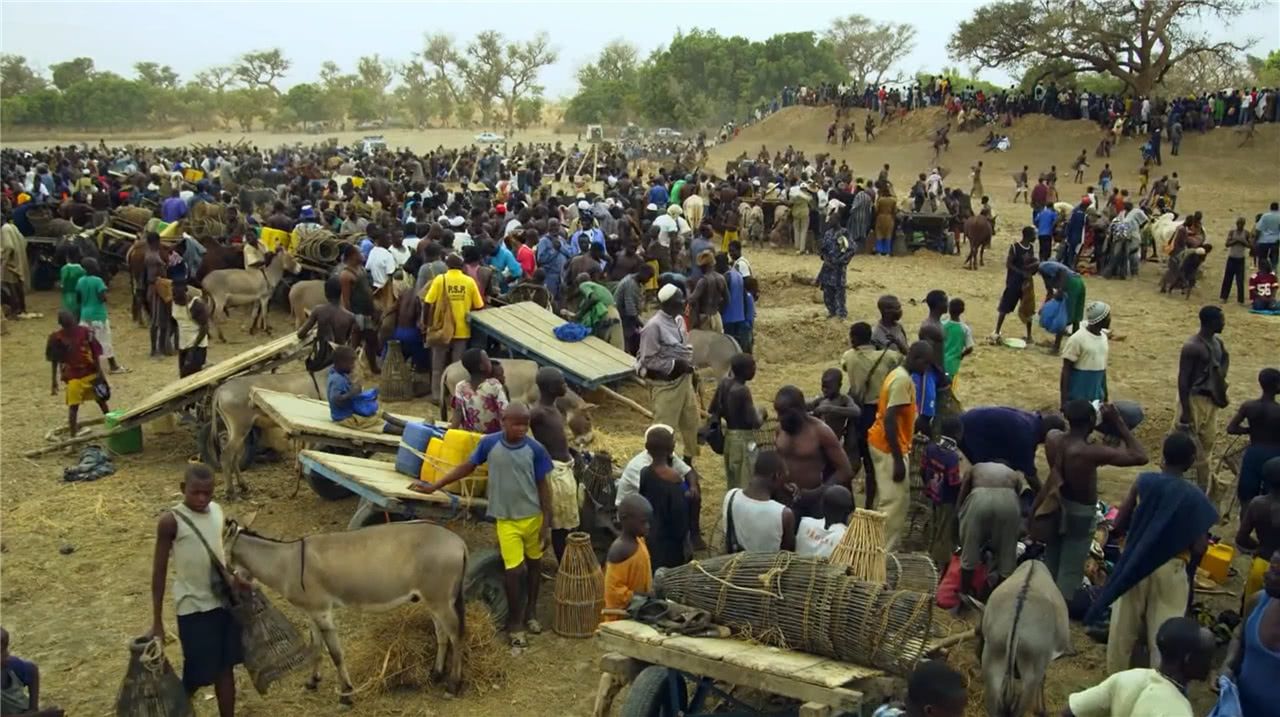 非洲的小湖泊里有上万条鱼,仅15分钟被一抢而空,场面相当壮观!