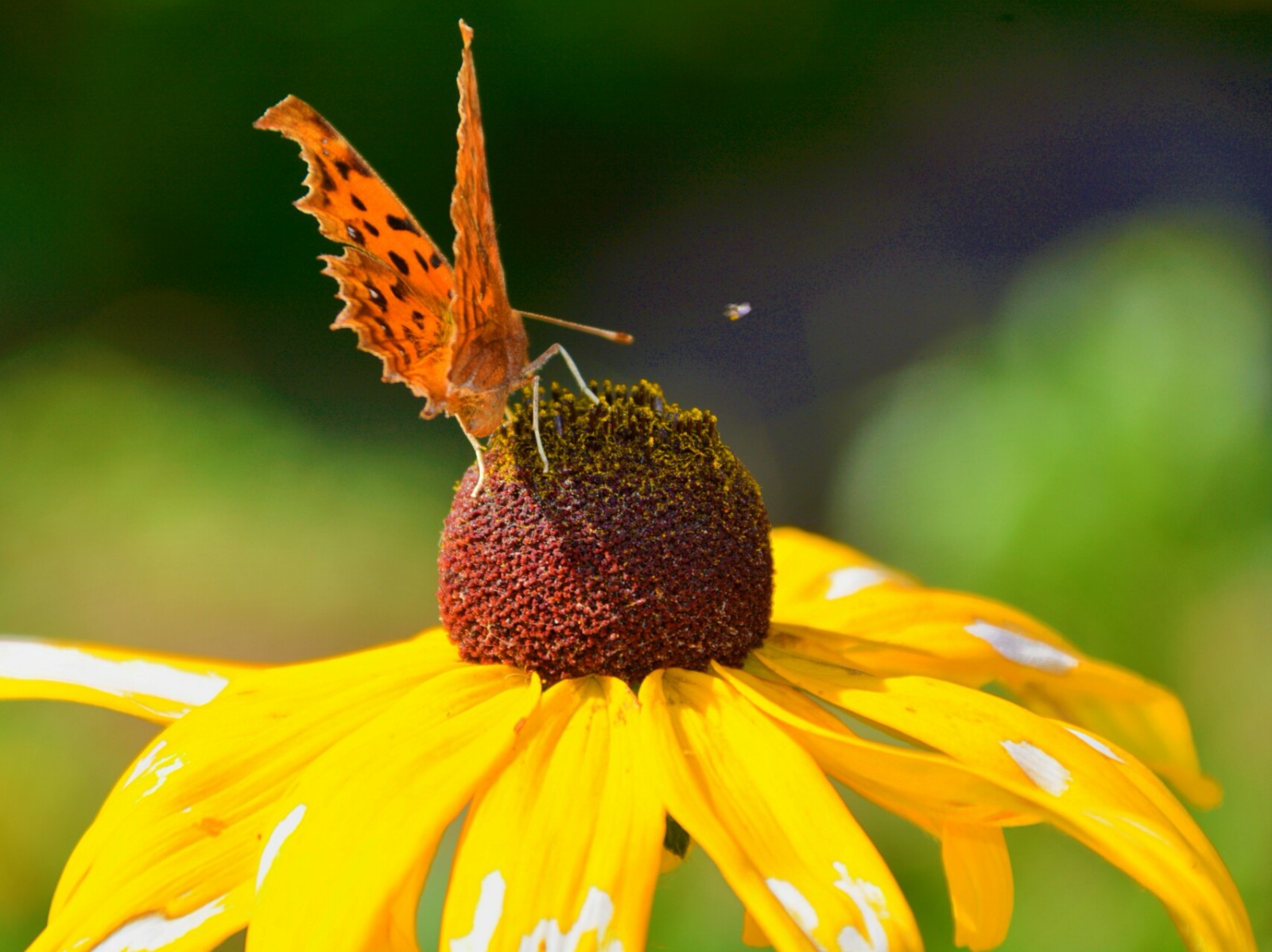 美丽的金钩蛱蝶,美丽的黑心菊,原创摄影