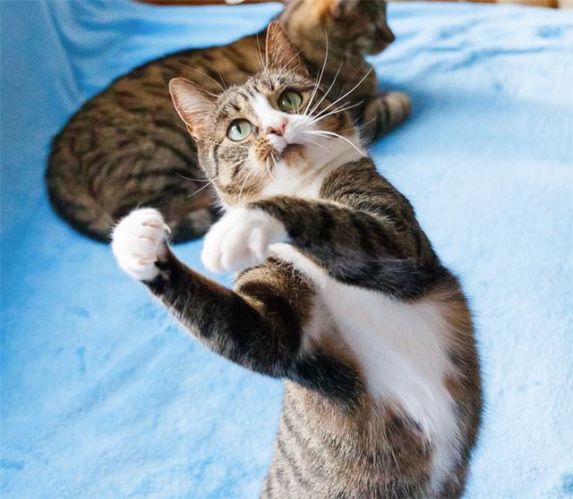 家里喵星人每天都张牙舞爪怎么破?我可爱的小奶猫哪里去了?