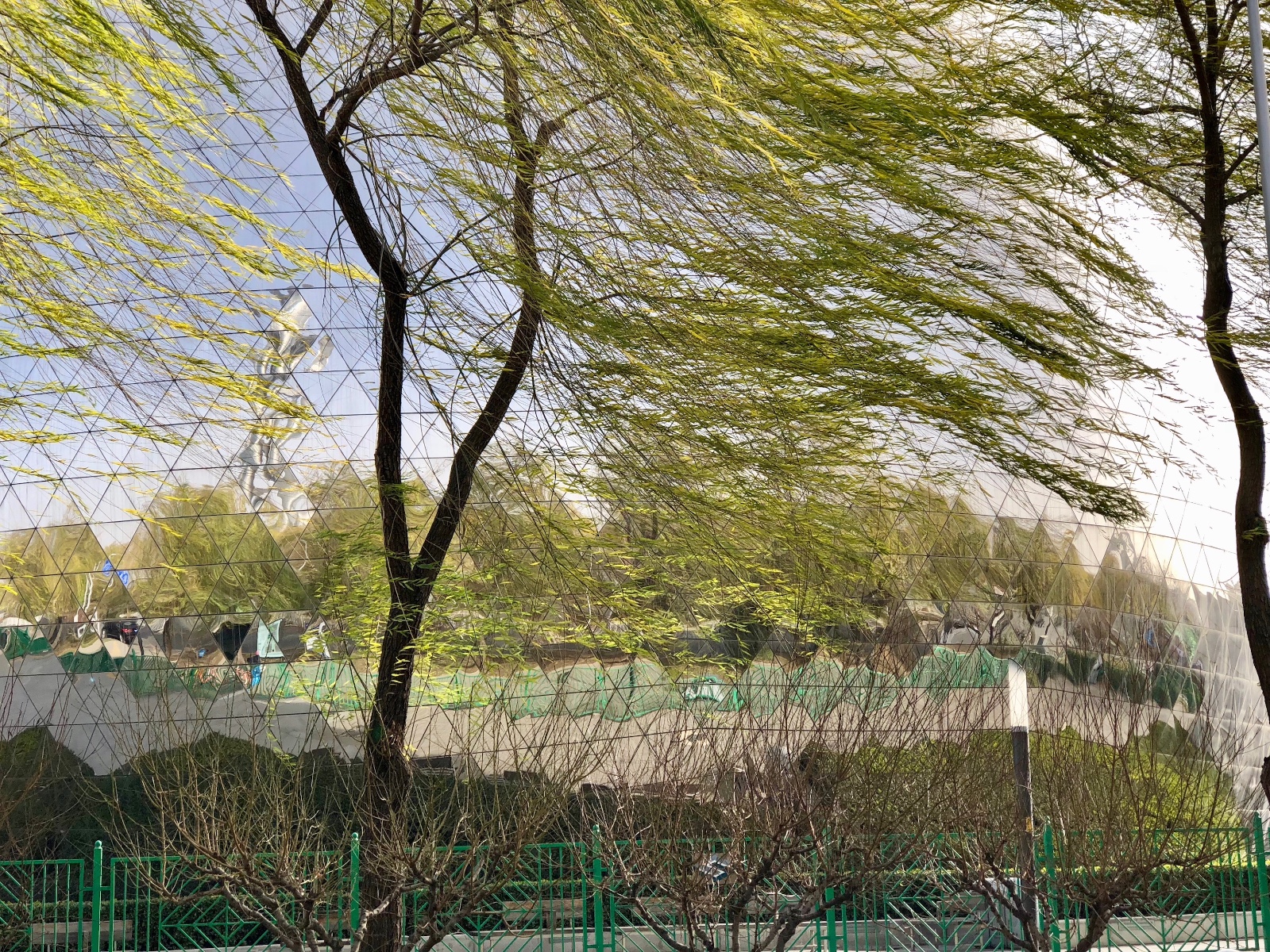 北风下,金黄色的垂柳随风飘起,北京奥园