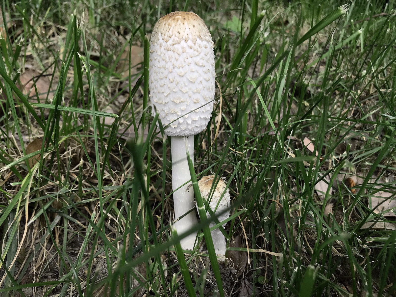 在一些田野,树林,道路旁等也悄悄长满了各种野生的菌菇