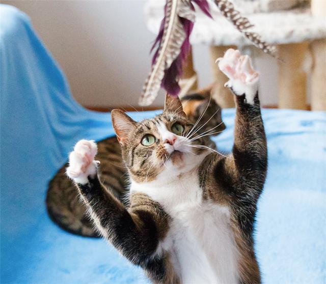 家里喵星人每天都张牙舞爪怎么破?我可爱的小奶猫哪里去了?