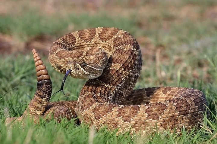 地球上最怪异的蛇死后一小时还可以咬人致死