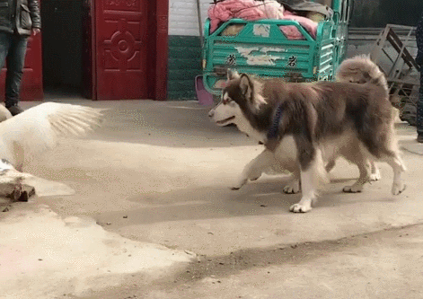 471_333gif 动态图 动图