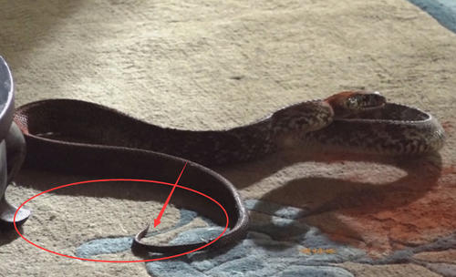 如懿传拍戏用真蛇周迅吓得往后躲谁注意蛇尾巴上小细节