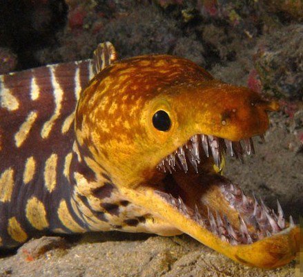 实拍深海凶猛肉食怪物金黄海鳗奇特图片