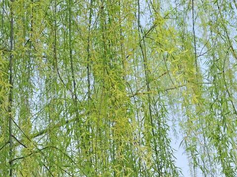 低枝拂水、柔条随风,滨水景观栽这类树最合适!|垂枝|园林|柳枝_新浪新闻