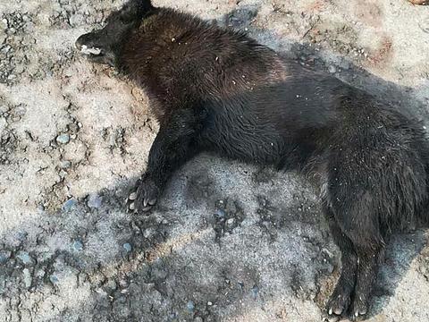 黑狗中毒死不瞑目 ,小区养狗处处碰壁