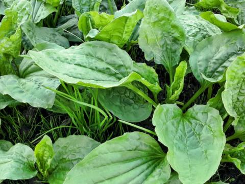 农村常见的猪耳朵草有这些功效,你们知道吗?