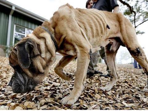 养一只金毛是什么体验?网友:别人眼中的天使,自己眼中的恶魔