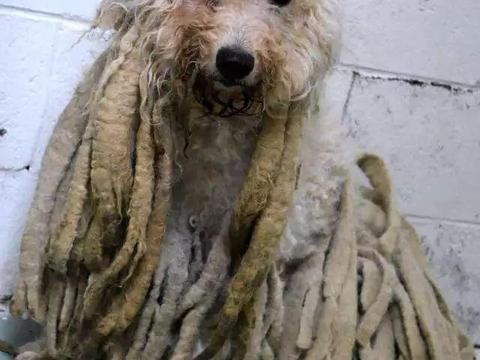 这只狗狗的脏辫不仅不炫酷,还让它很痛苦