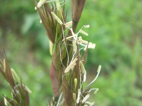 农民种植这种"网红水果",一亩可赚3万,不少人还以为是黄瓜|网红|羊角